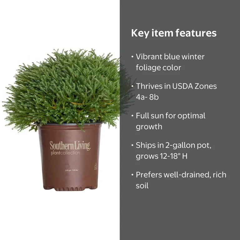 Southern Living Pancake Arborvitae Live Shrub in 2-Gallon Grower