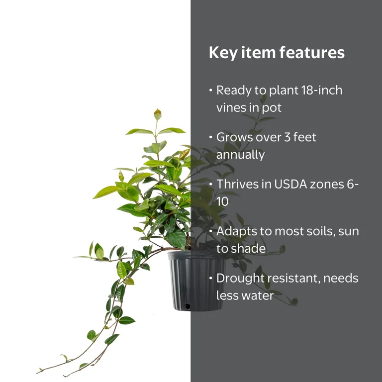専用ページ　ジャスミン150cm 新品未使用　アクセサリー付き PERFECT PLANTS, 1 Gal. Asiatic Jasmine Shrub, Ground Cover
