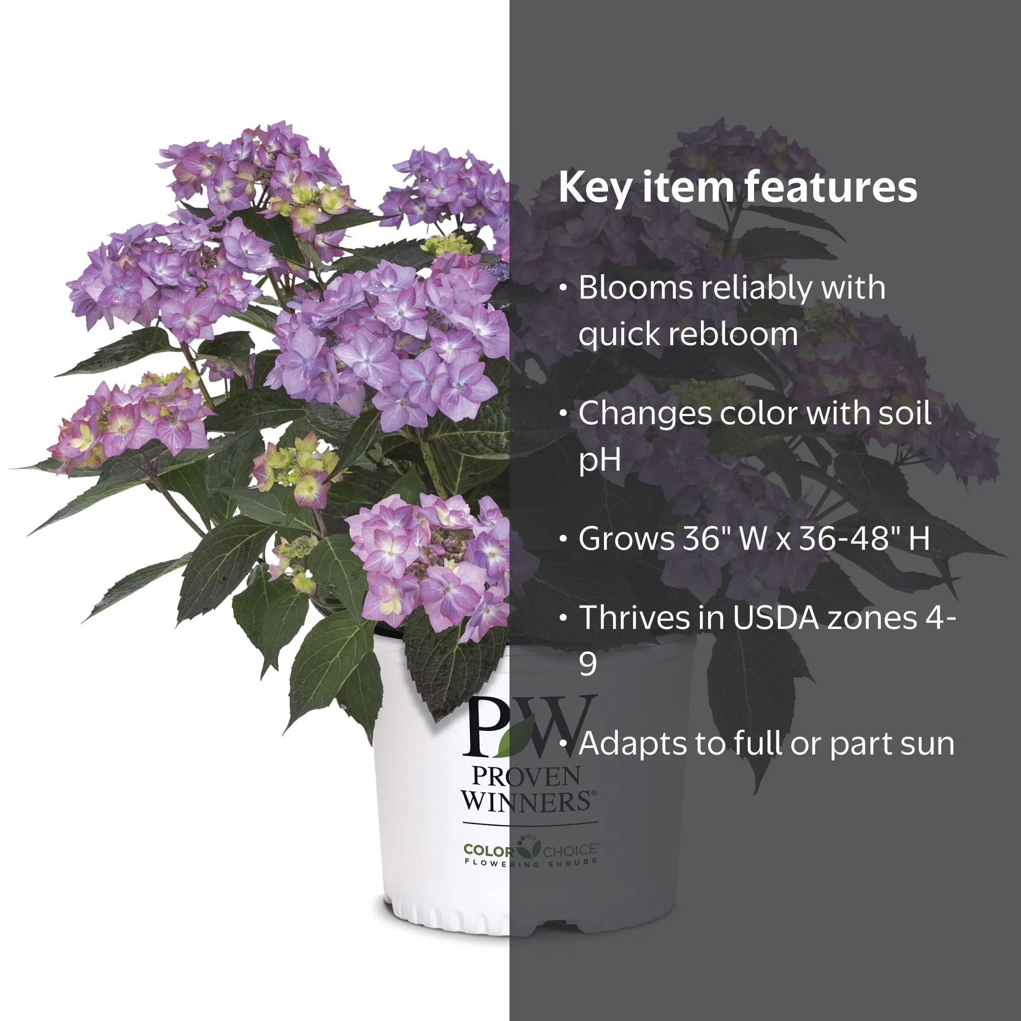 Proven Winners ColorChoice Let's Dance Can Do Hydrangea Live Shrub