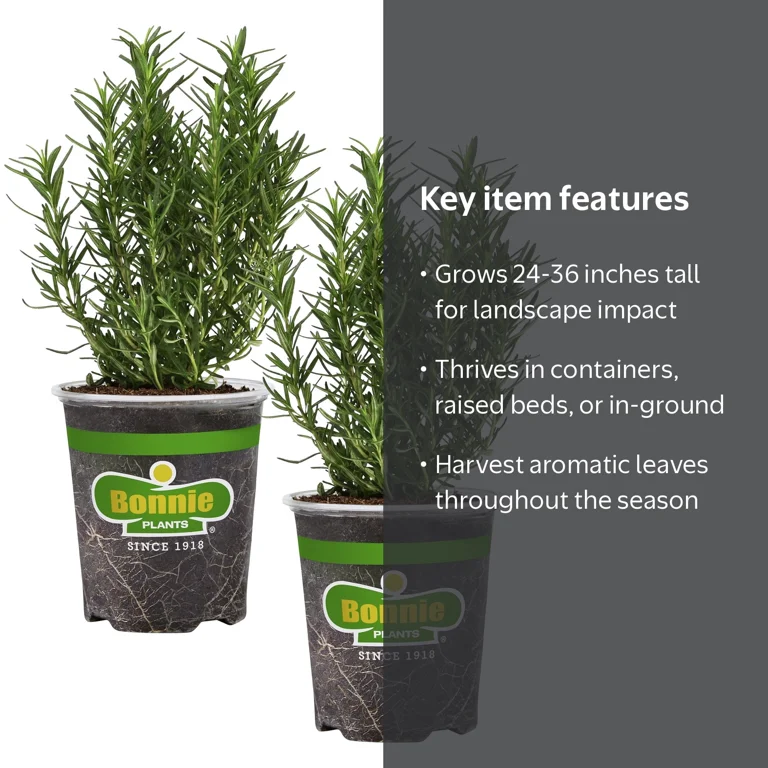 Bonnie Plants Rosemary 19.3 oz., 2-Pack, Live Plant - Walmart.com