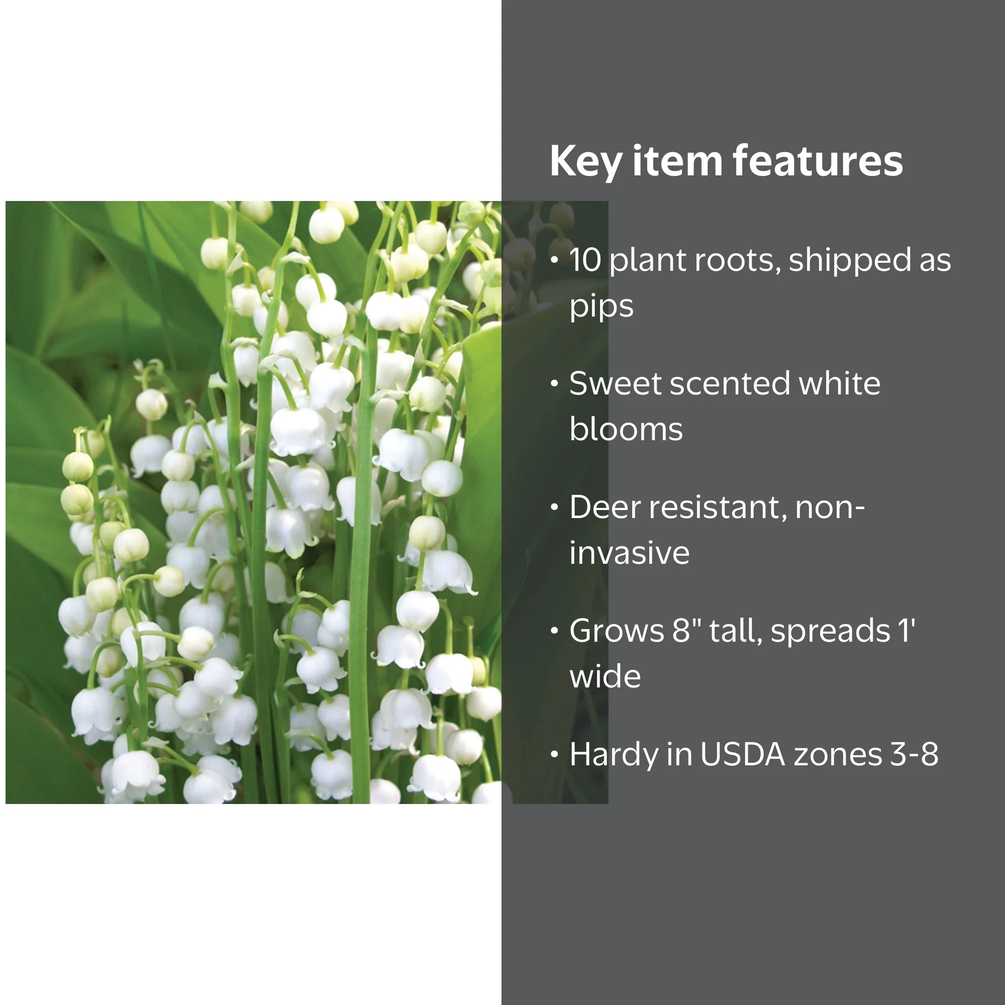 Van Zyverden Lily of The Valley Set of 10 Plant Roots White