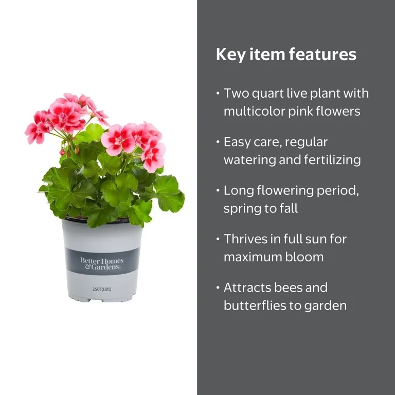 Better Homes & Gardens 2 Quart Multicolor Pink Zonal Geranium