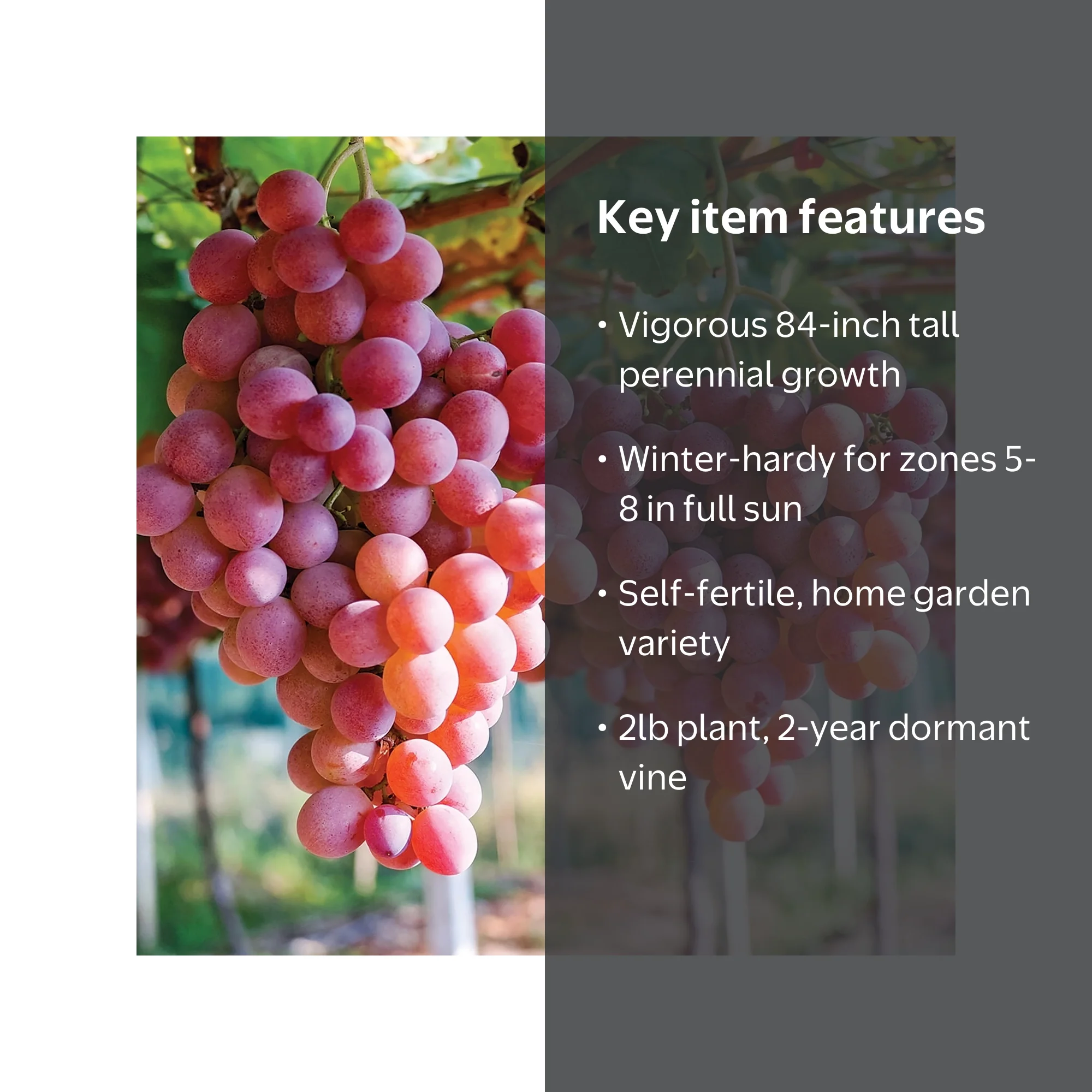 Van Zyverden Grapes Einset Seedless Set of 1 Plant White Full Sun