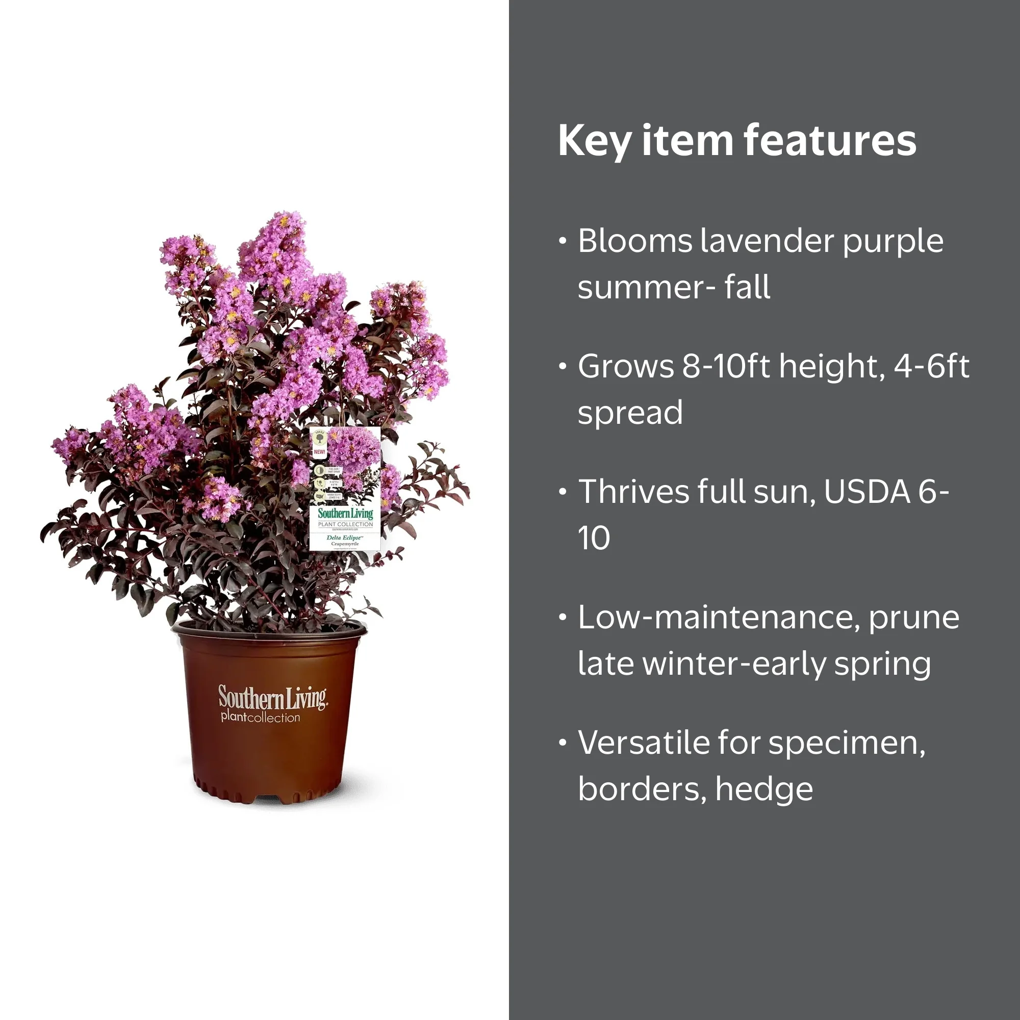 Southern Living Delta Eclipse Crapemyrtle Live Shrub in 2-Gallon
