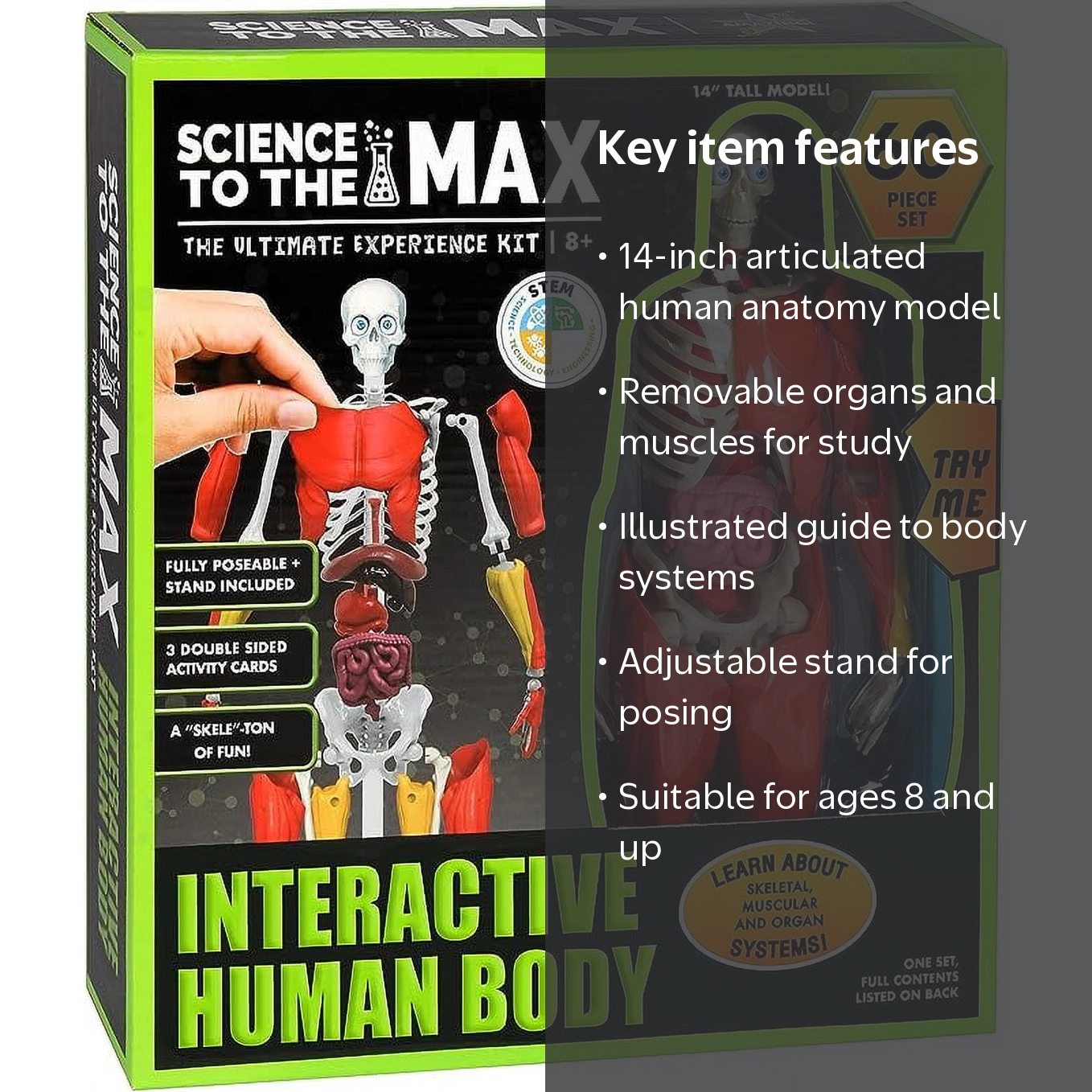 Science to the Max Interactive 14 Inch Human Body, Removable