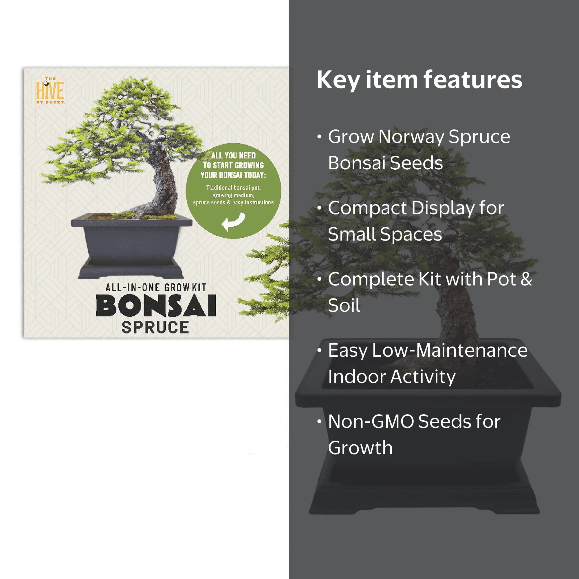 japanische zelkove bonsai Zelkova serrata main image 1