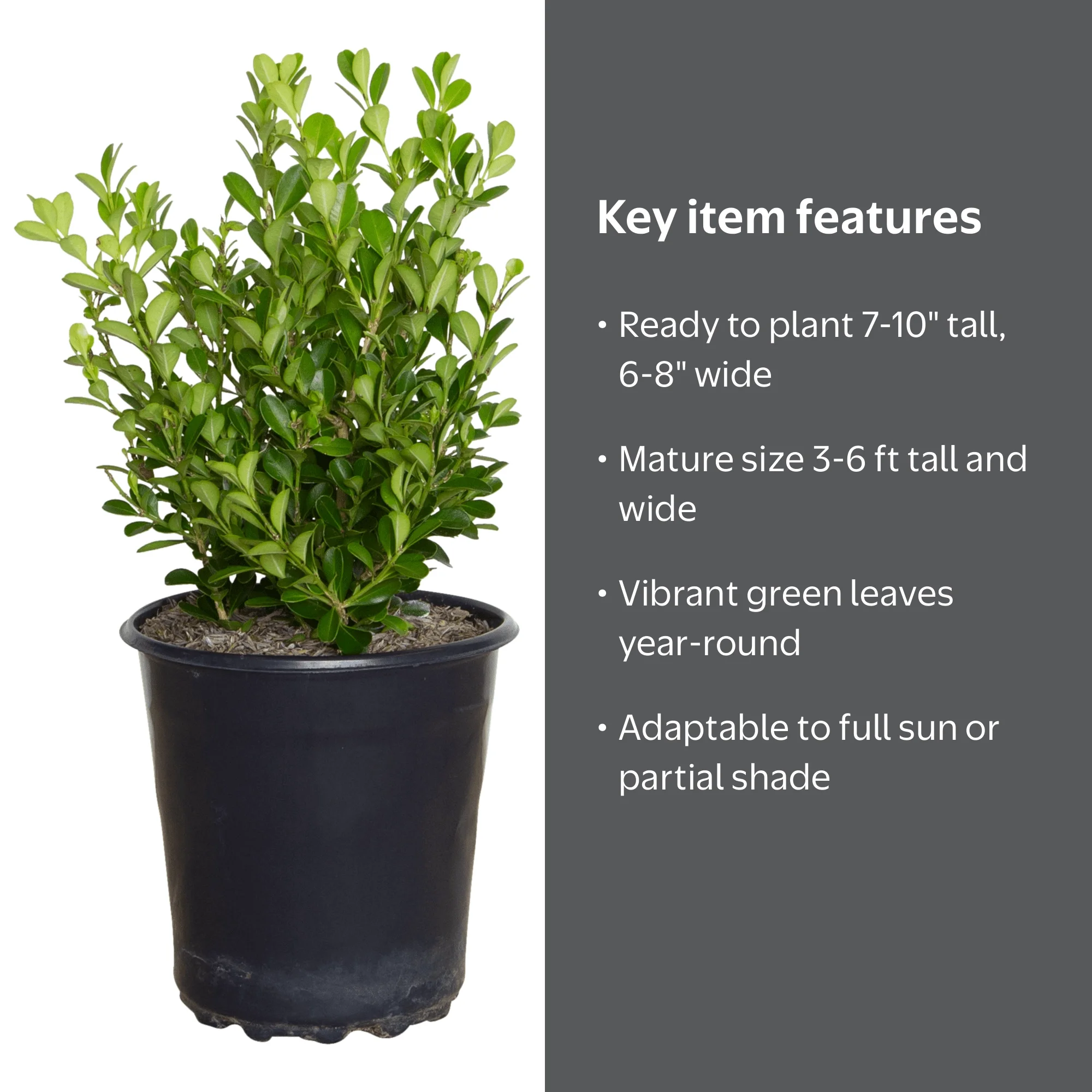 Expert Gardener Japanese Boxwood (2.5 Quart) Low-Maintenance
