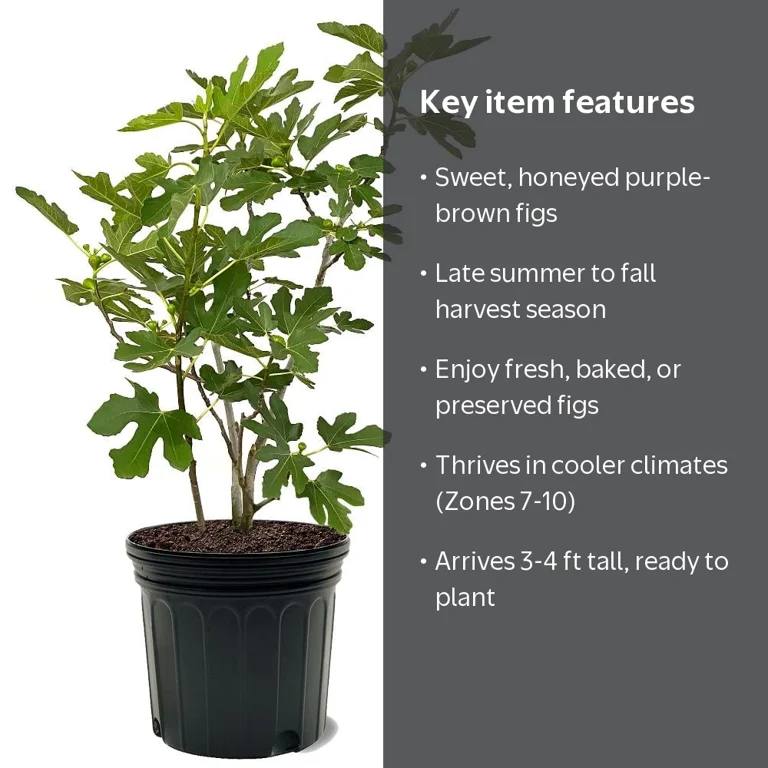 Expert Gardener Chicago Hardy Fig Live Tree, 3-4 ft Tall, 7-Gallon