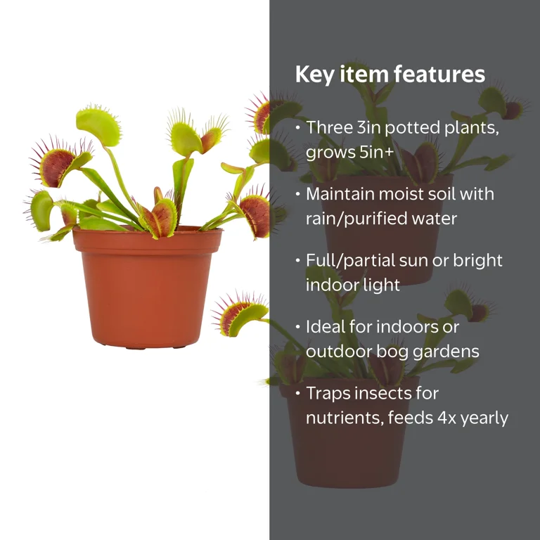Altman Plants Venus Fly Trap, Red, 3-Pack, 3in Pots, Partial Sun