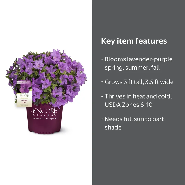 Encore Azalea Autumn Lilac (1 Gallon) Purple Flowering Shrub