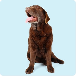 HSK_WMS_HSB-DogLifeStages-Senior_20220630.jpg
