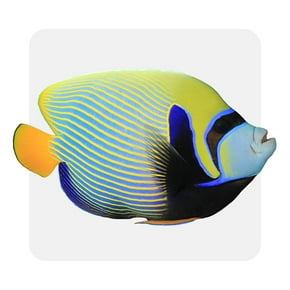 Tropical fish