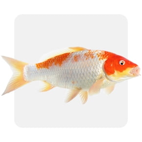 Koi & pond fish
