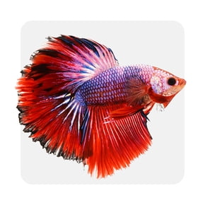 Betta