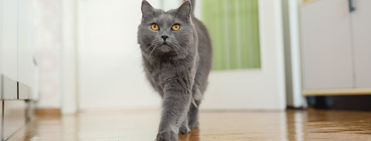 Dry cat food