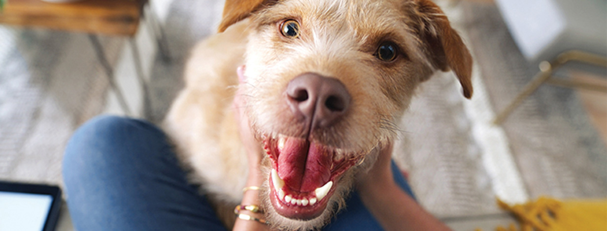 Dry dog food