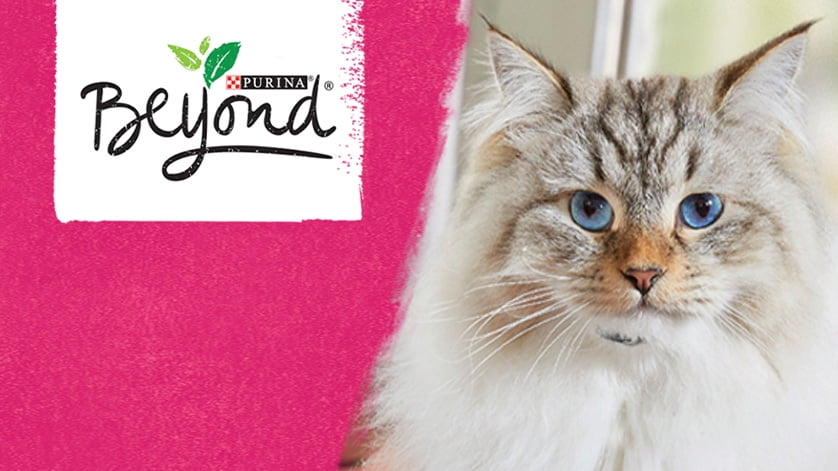 Purina beyond cat food walmart 2025