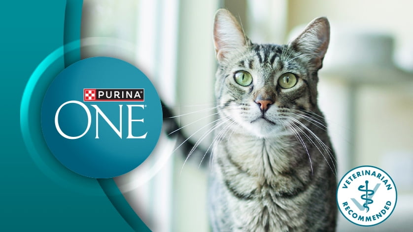 Purina One Cat Food Walmart Canada