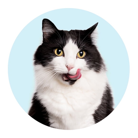 HSK_WMS_PET-HBP-PawsomeCatTreats_20220727_E.jpg