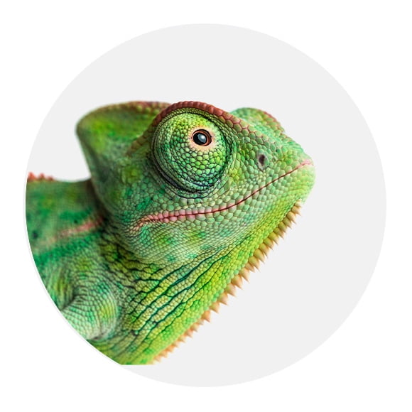 HSK_WMS_Pets-Reptiles-Chameleon_20230323_E.jpg