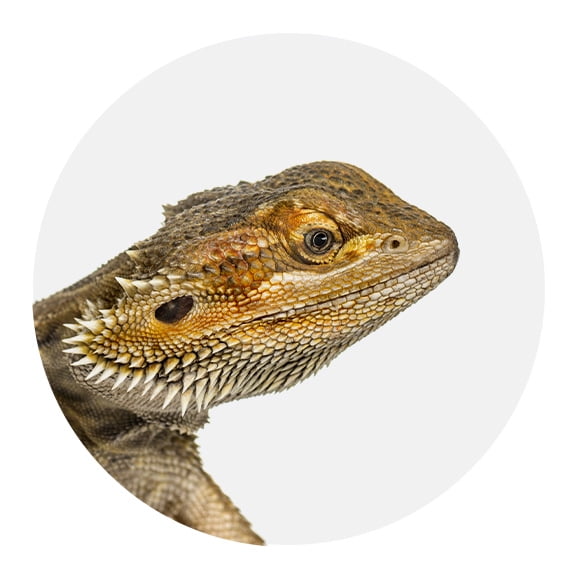 HSK_WMS-Pets-Reptiles-Bearded-Dragons_20230323_E.jpg