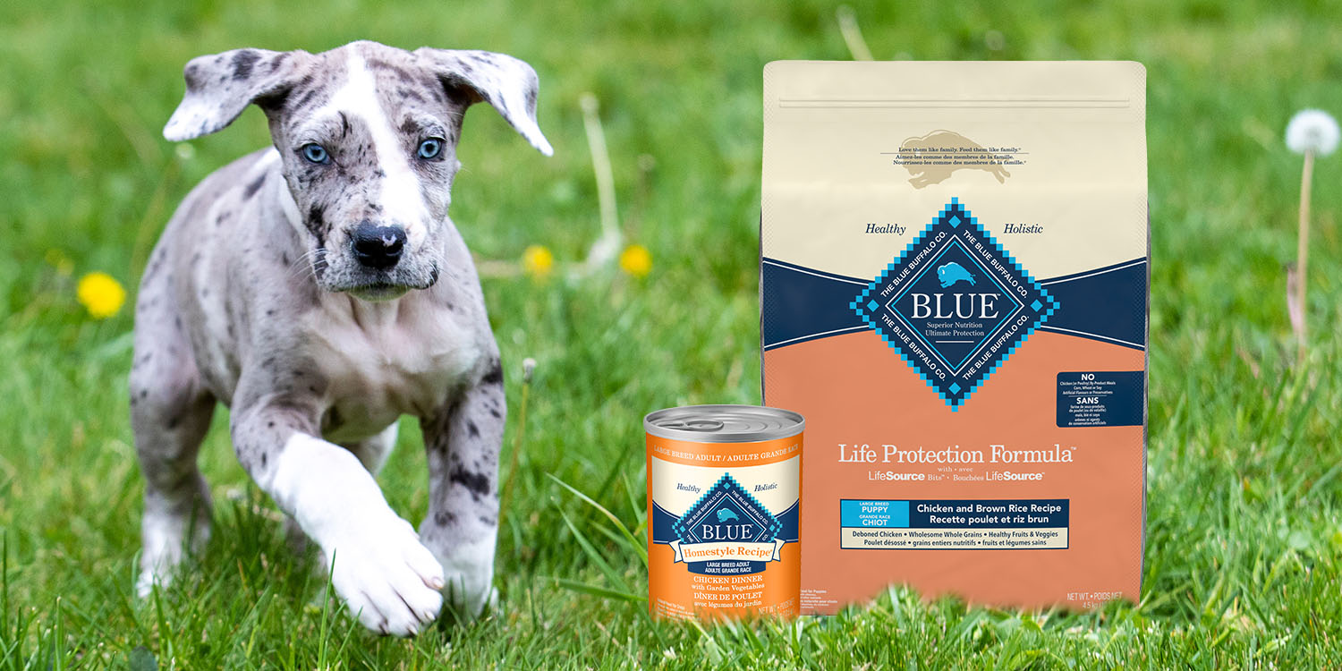 walmart blue buffalo wet dog food