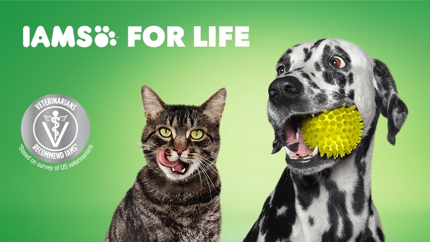 Iams walmart hotsell