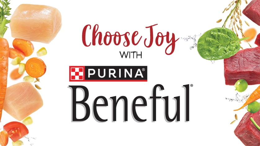 Beneful dog food walmart 2025