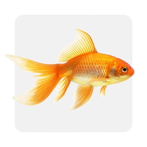 Goldfish