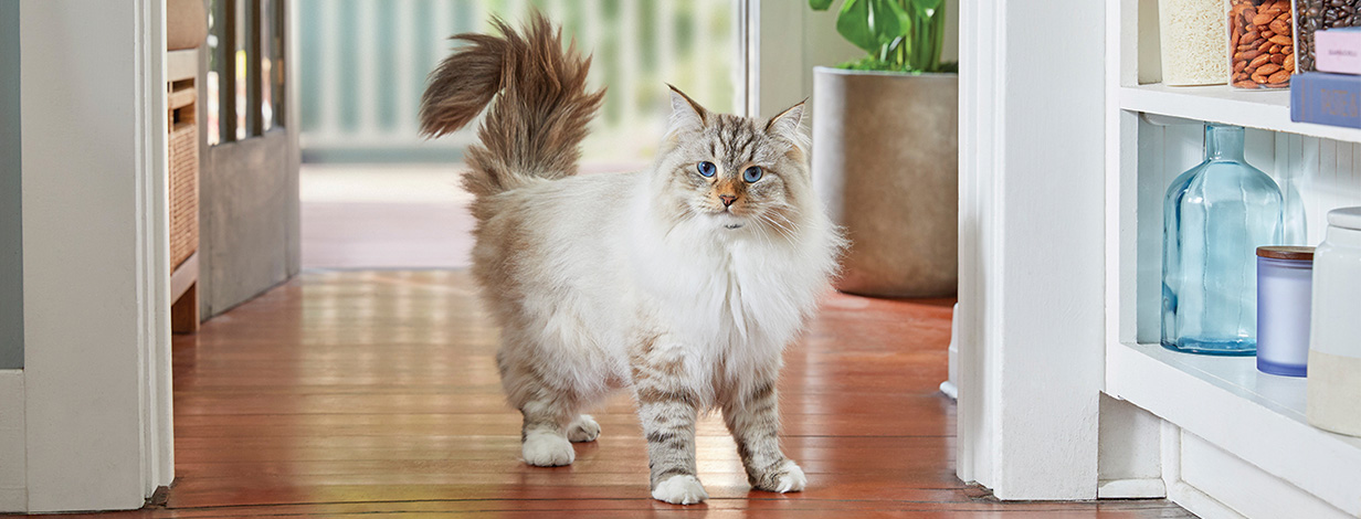 Wet cat food