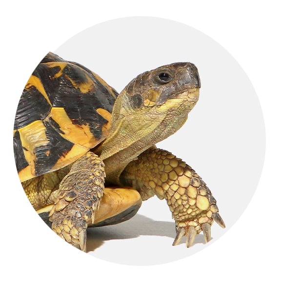 HSK_WMS_Pets-Reptiles-Turtles_20230323_E
