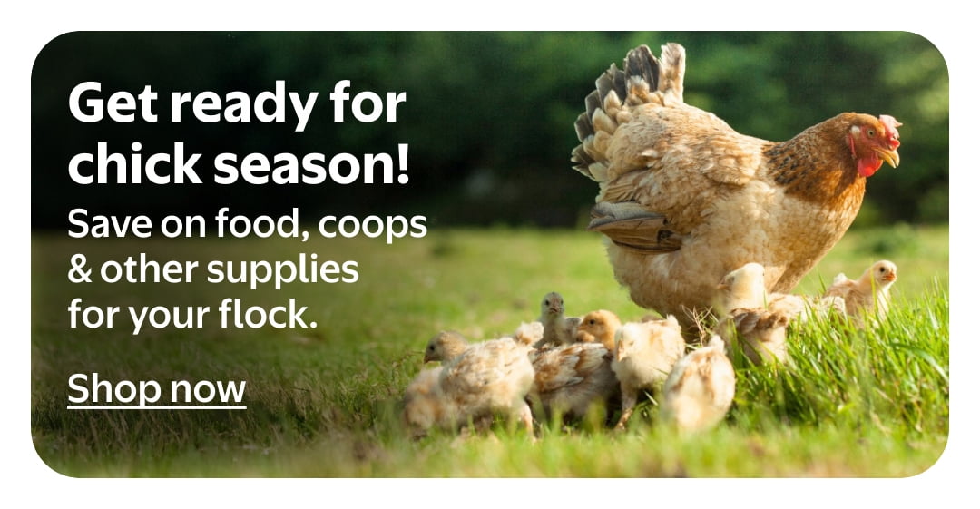 Get ready for chick season!