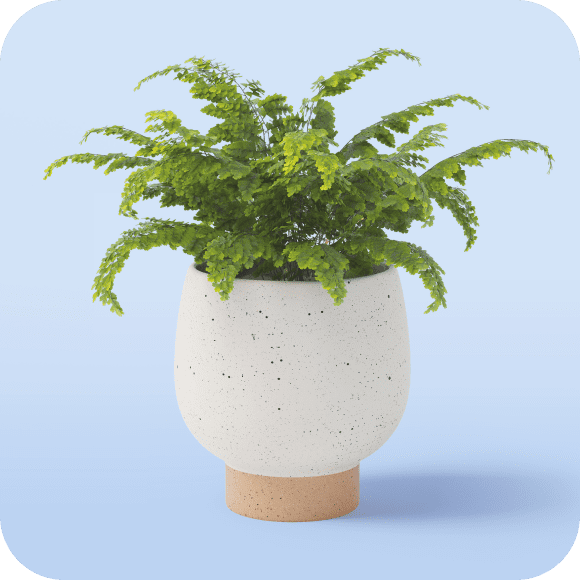 Planters