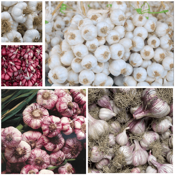 0.5 Lb Mixed Garlic Bulbs, Random Chesnok Red Garlic Music Garlic Italian Garlic German Garlic Russian Garlic Cloves, Hardneck Garlic Tubers, Ready To Grow