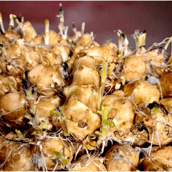 0.5 lbs White Jerusalem Artichokes Tuber for Planting (Sunchokes) - Sunroot Helianthus Tuberosus