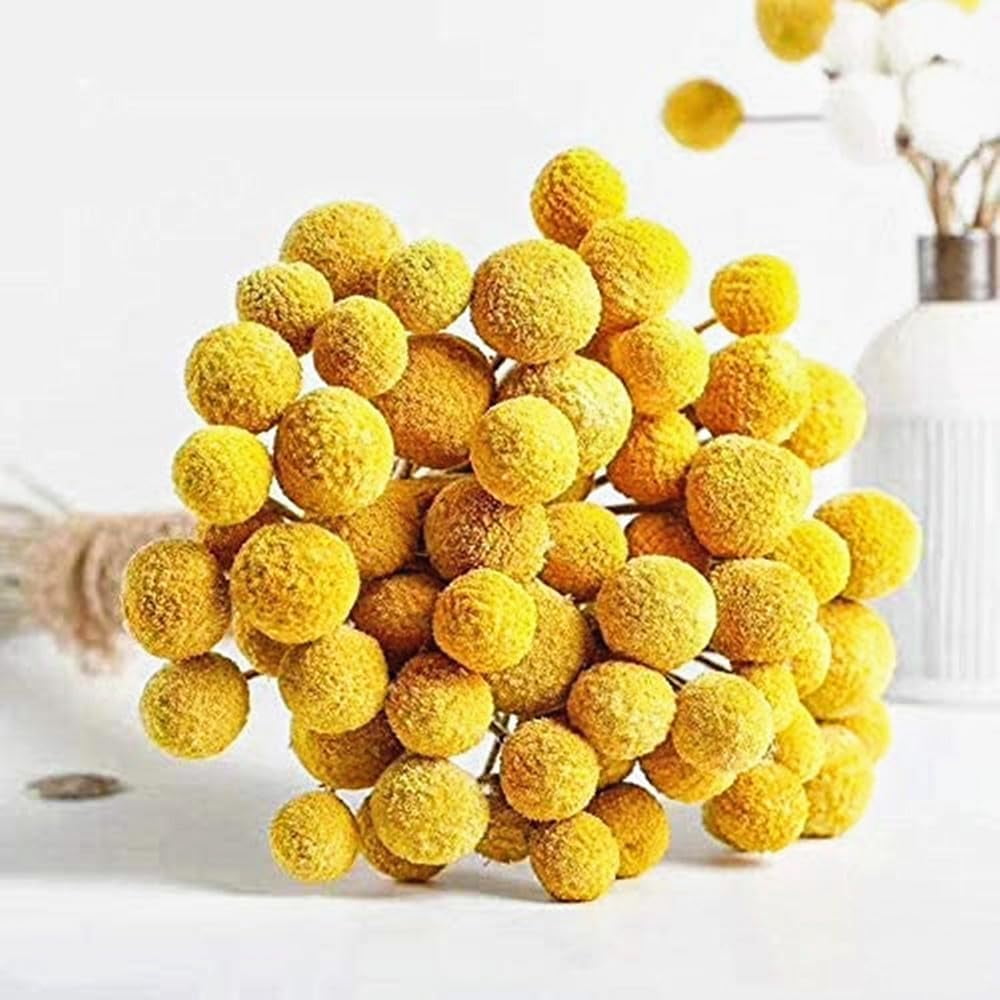 0 Stems Natural Craspedia Dried FlowersYellow Billy Buttons Balls Bouquet Natural Dried Flowers Large Diameter for Home Decor Photo Props DIY Wedding Decoration
