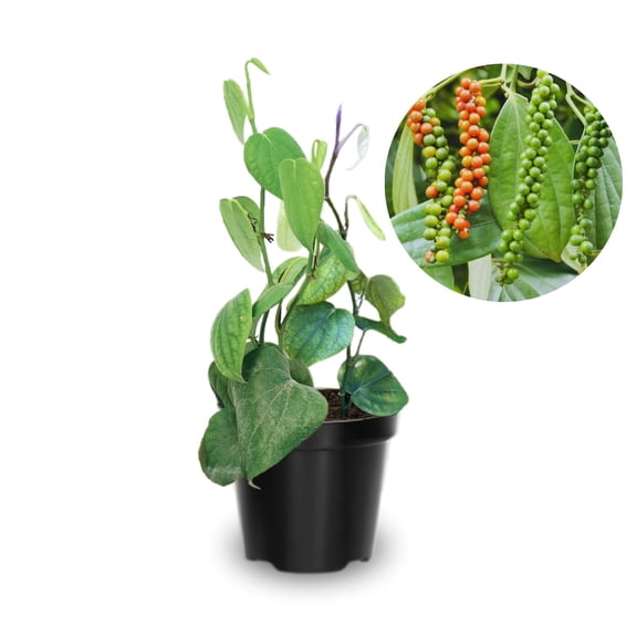02 Black Pepper Plants Live, 4 to 6 Inches Tall, Live Pepper Plant, Piper Nigrum Black Pepper Live Plant, Herb Plant for Garden, Pepper Starter Plant