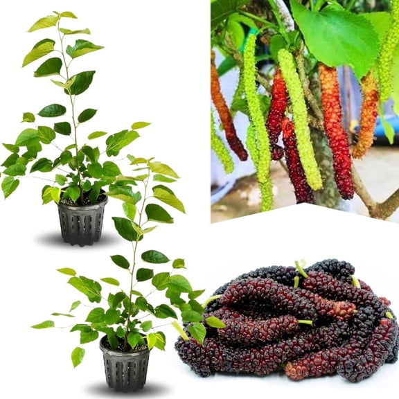 02 Mulberry Trees Live Plants, Spring Planting 4-8 Inch Tall, High-yiedling and Fast-Growing Trees, Outdoor Growing (Pakistan Mulberry)