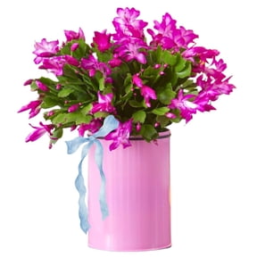 02 Pink Christmas Cactus Plant Live for Indoor, Houseplant Planting, 4-8" Clumps, Well-Rooted Holiday Cactus, Winter Bloom and Hardy, No Pot