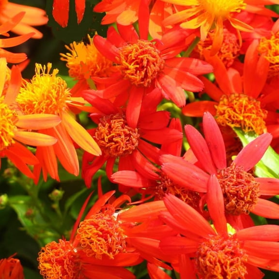 04 Mexican Flame Vines Orange Glow Plants Live, 46 Inch Tall, Fast Growing Climbing Vine for Garden and Trellis, No Pot