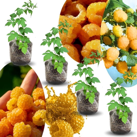 04 Raspberry Plants Live for Planting, Outdoor Spring Fast-Growing, 4-6" Sweet Berry Fruits Seedlings (Fall Gold Raspberry)