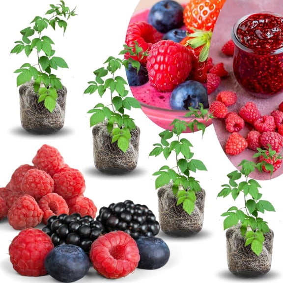 04 Raspberry Plants Live for Planting, Outdoor Spring Fast-Growing, 4-6" Sweet Berry Fruits Seedlings (Mix Random Raspberry)