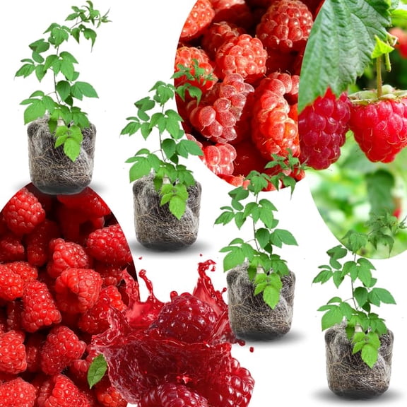 04 Raspberry Plants Live for Planting, Outdoor Spring Fast-Growing, 4-6" Sweet Berry Fruits Seedlings (Red Caroline Raspberry)