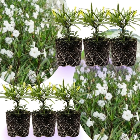 06 Mexican Petunias Live Plants for Spring Planting, 4-6" Well Rooted for Outdoor Growing, No Pot, (Dwarf White Petunia)