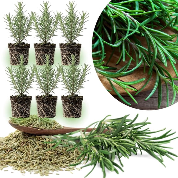 06 Rosemary Plants Live for Indoors, Fragrant Herbs Live Plant Indoor Outdoor Spring Planting, 4-8" in Tall, No Pot, (Fast-Growing Rosemary)