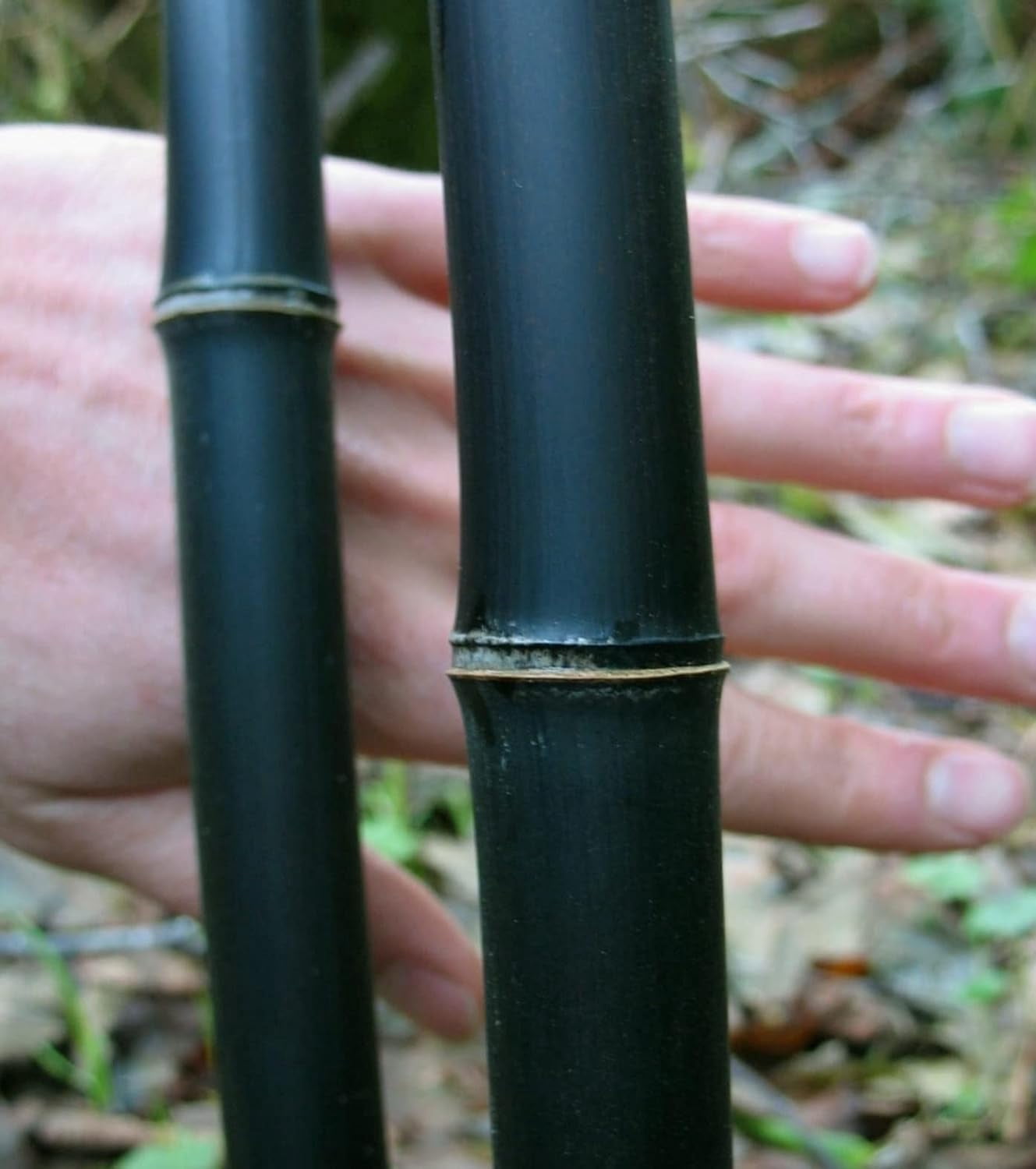 1,000+ Fresh Black Bamboo Seeds for Planting | Great for Privacy, Fast Growing