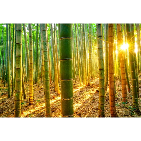 1,000+ Fresh Giant Bamboo Seeds for Planting - Quick Growth and Winter Hardy Privacy Screen, Good for Environment