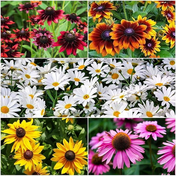 1,000 Mixed Color Coneflower Seeds for Planting Easy to Grow