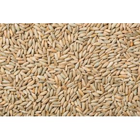 Rye Seeds