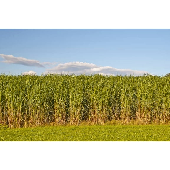 1,000 Switchgrass Seeds for Planting Fast Growing Prairie Grass